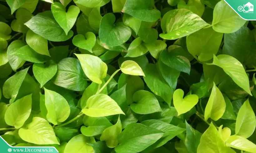 گیاه پتوس، بهترین گیاه مناسب دیوار سبز