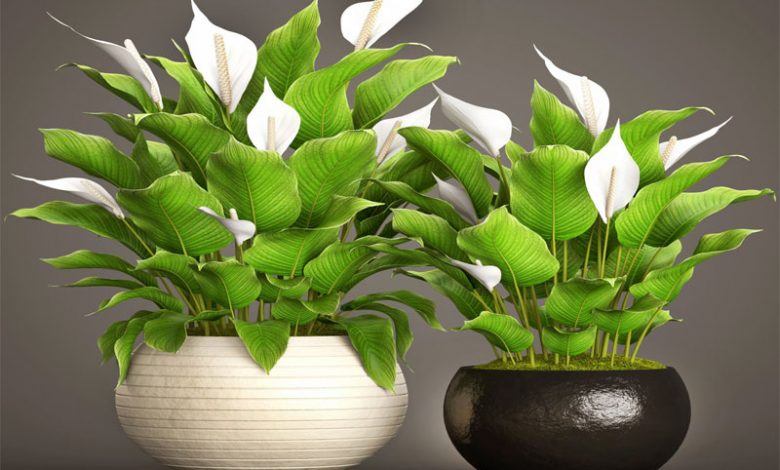 اسپاتی فیلوم